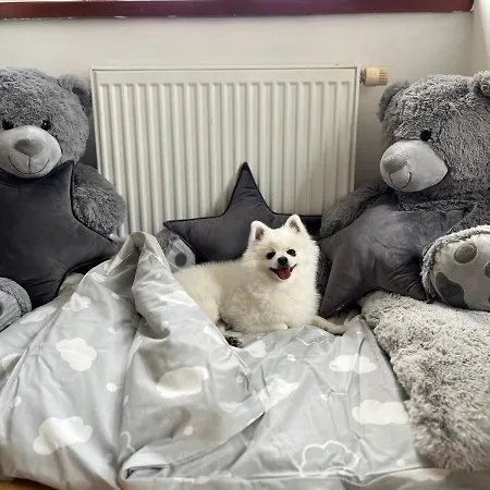 Bed & Breakfast Dogs And Spa Horni Bezdekov