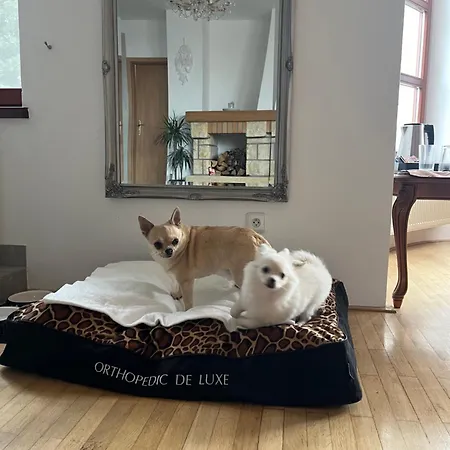 Bed & Breakfast Dogs And Spa Horni Bezdekov